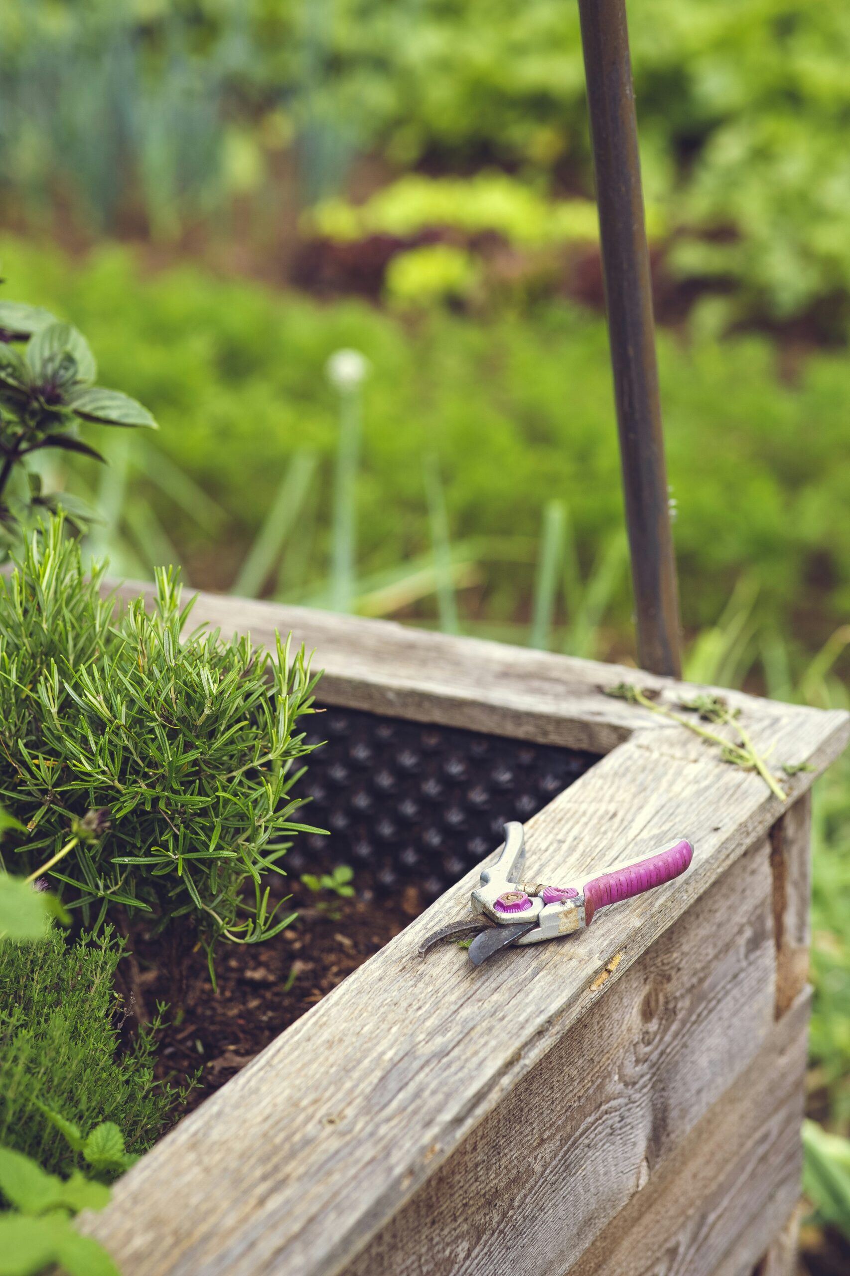 What Are The Best Foods To Grow For Self-sufficiency?