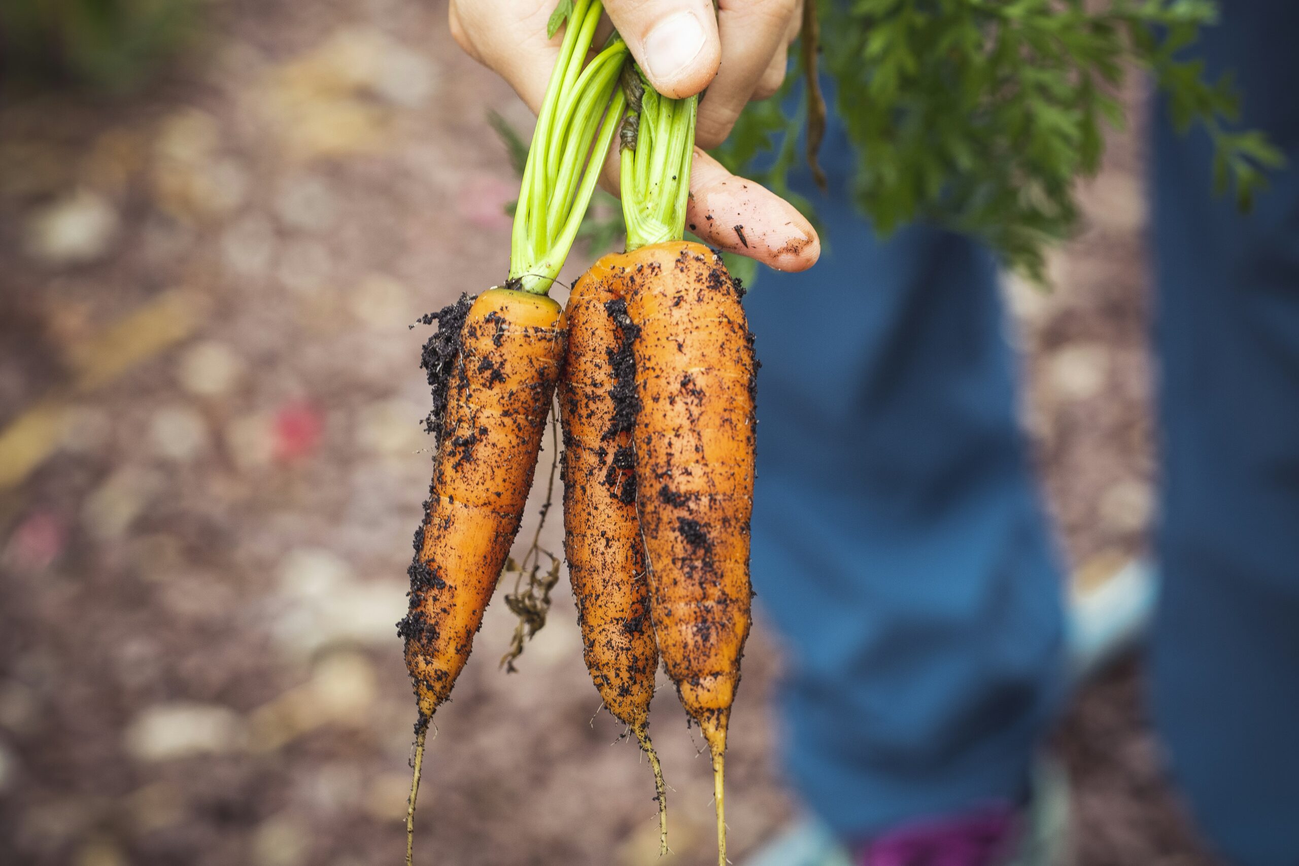 What Are The Best Foods To Grow For Self-sufficiency?